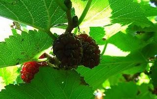 GELSO UN ALBERO TUTTO DA SCOPRIRE