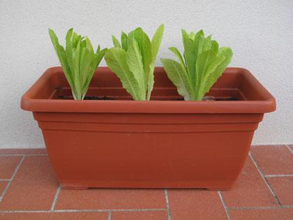 Lattuga romana in vaso, coltivarla sul balcone si può!