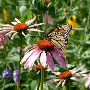 IL GIARDINO DELLE FARFALLE. Biodiversità Fai-da-te.