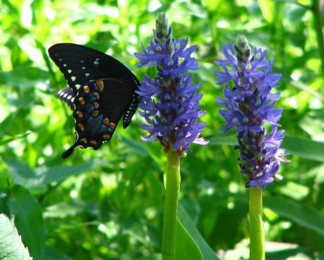 IL GIARDINO DELLE FARFALLE. Biodiversità Fai-da-te.