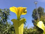 Sarracenia flava var.cuprea maxima