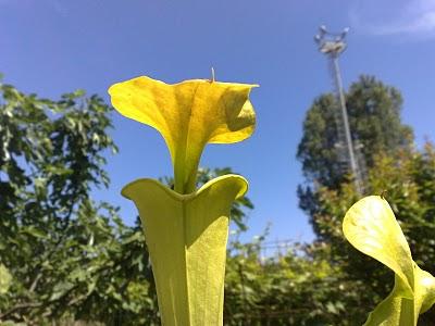 Sarracenia flava var.cuprea maxima