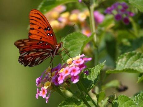 LE PIANTE ATTIRA FARFALLE. Biodiversità Fai-da-te.