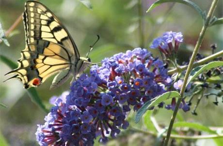 LE PIANTE ATTIRA FARFALLE. Biodiversità Fai-da-te.