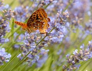 LE PIANTE ATTIRA FARFALLE. Biodiversità Fai-da-te.