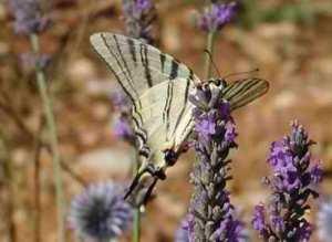 LE PIANTE ATTIRA FARFALLE. Biodiversità Fai-da-te.