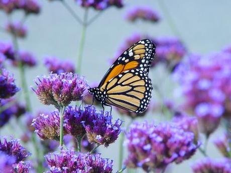 LE PIANTE ATTIRA FARFALLE. Biodiversità Fai-da-te.