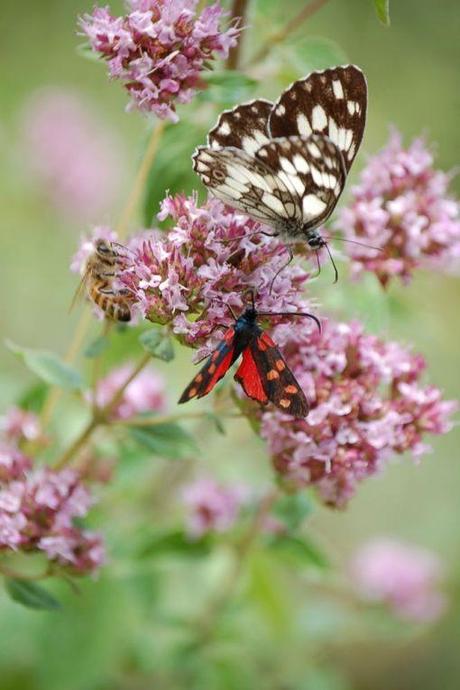 LE PIANTE ATTIRA FARFALLE. Biodiversità Fai-da-te.