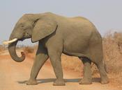 Sudafrica 2010, elefanti ritardano allenamento degli south africa elephants delay training
