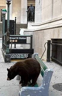 Gli orsi americani abbandonano le foreste e si trasferiscono in città