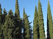 Cipresso, buon rimedio contro l’insufficienza venosa