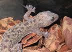 geko delle foreste africane quattro