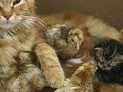 Madre significa mamma