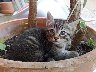 I GATTINI SONO CRESCIUTI (... E CERCANO CASA)