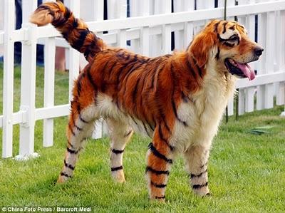 New Chinese Trend : Paint Dogs to Look Like Other Animals !!!