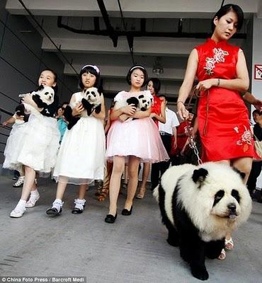 New Chinese Trend : Paint Dogs to Look Like Other Animals !!!