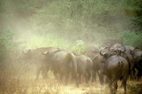 THAILANDIA, MILITARI RAPISCONO BUFALI PER ESTORCERE MONDIALI IN TV - THAILAND, SOLDIERS KIDNAP BUFFALOES TO WATCH WORLD CUP ON TV