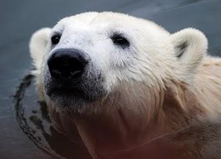 Knut (2007-2011)