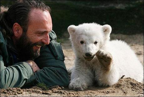 Lacrime per l’orsetto Knut morto all’improvviso