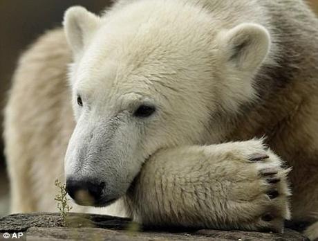 E' MORTO KNUT, L'ORSETTO CHE FECE INNAMORARE IL MONDO