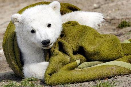 E' MORTO KNUT, L'ORSETTO CHE FECE INNAMORARE IL MONDO