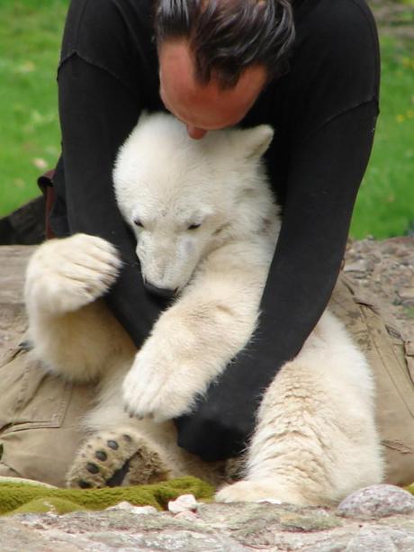 E' MORTO KNUT, L'ORSETTO CHE FECE INNAMORARE IL MONDO