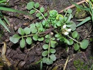 Una rondine non fa primavera, ma una Bellis perennis sì