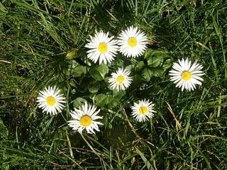 Una rondine non fa primavera, ma una Bellis perennis sì