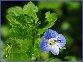 Una rondine non fa primavera, ma una Bellis perennis sì