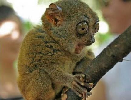 Smokey eyes brush &  French Nude  by Essence