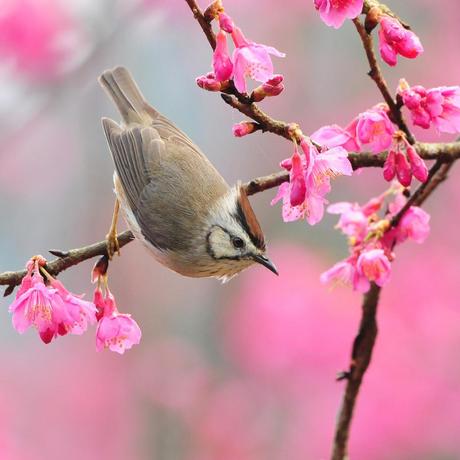 E' IL VENTUNO...E' PRIMAVERA !!!