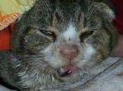 minorati indifferenti