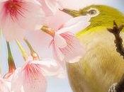 “Frühlingsstimmen”, Voci Primavera