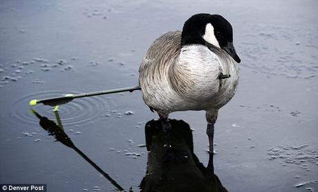 Quilly the Canada goose was caught after nearly six weeks waddling around with an arrow through its body