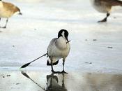 Miracoli animalosi... miracolo questo !?!?