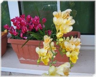 POESIE  IN  VETRINA  :  GRAZIELLA