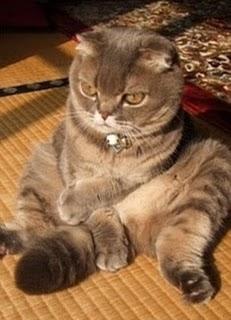 Anche i gatti hanno i loro momenti di relax...