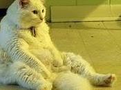 Anche gatti hanno loro momenti relax...