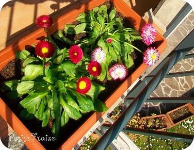 Homemade Baci di Dama and... colorful flowers ♥