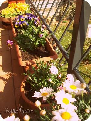 Homemade Baci di Dama and... colorful flowers ♥