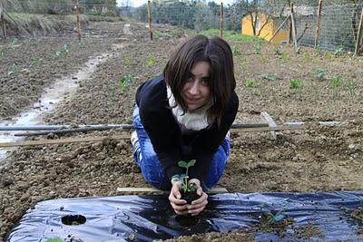 i diari dell'orto, le fragole