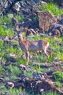 150 anni d'Italia: oasi WWF ad ingresso gratuito