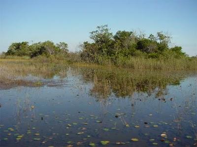 florida everglades