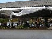 sara' paradiso pero'....