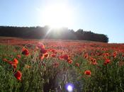 Finalmente primavera…