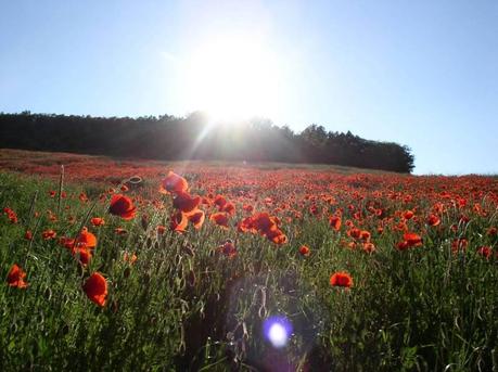 Finalmente primavera…