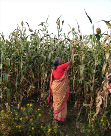 RAPPORTO FAO SU DONNE E AGRICOLTURA