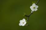 White_flowers_by_Garuna_bor-bor