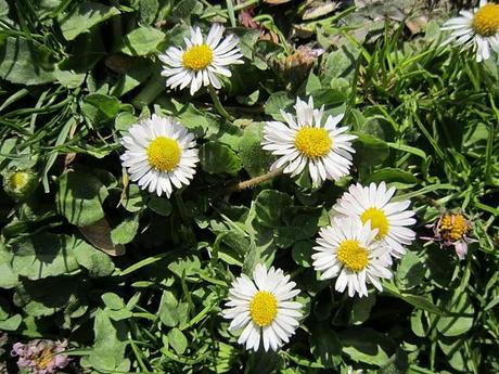 daisies