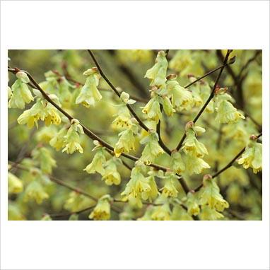 Corylopsis: e la primavera si colora di giallo.